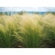 Pennisetum (Lampepoetsersgras)